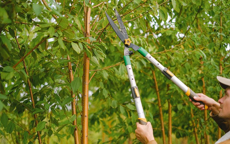 Tree trimming in Cordele, GA